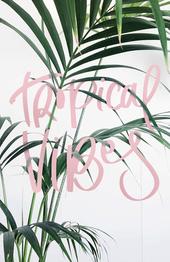 Vacay/Palm Vibes🌴